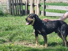 YIN, Hund, Mischlingshund in Polen - Bild 12