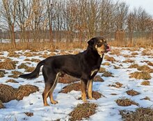 YIN, Hund, Mischlingshund in Polen - Bild 2
