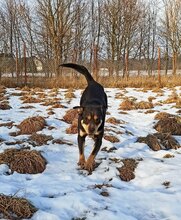 YIN, Hund, Mischlingshund in Polen - Bild 4