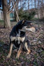 DELTA, Hund, Mischlingshund in Ungarn - Bild 10