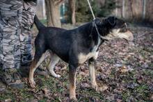 DELTA, Hund, Mischlingshund in Ungarn - Bild 11