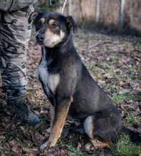 DELTA, Hund, Mischlingshund in Ungarn - Bild 2