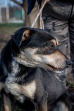 DELTA, Hund, Mischlingshund in Ungarn - Bild 3