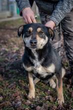 DELTA, Hund, Mischlingshund in Ungarn - Bild 5