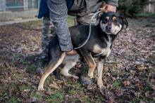 DELTA, Hund, Mischlingshund in Ungarn - Bild 6