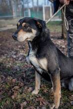 DELTA, Hund, Mischlingshund in Ungarn - Bild 7