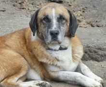 APOLLO, Hund, Mischlingshund in Griechenland - Bild 11