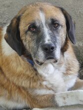 APOLLO, Hund, Mischlingshund in Griechenland - Bild 13