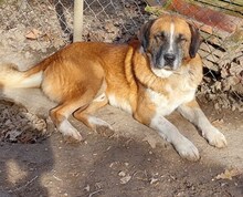 APOLLO, Hund, Mischlingshund in Griechenland - Bild 18