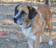 APOLLO, Hund, Mischlingshund in Griechenland - Bild 20