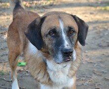 APOLLO, Hund, Mischlingshund in Griechenland - Bild 25