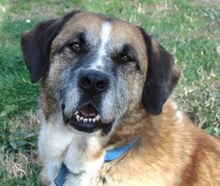 APOLLO, Hund, Mischlingshund in Griechenland - Bild 6