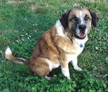 APOLLO, Hund, Mischlingshund in Griechenland - Bild 7
