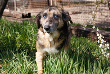 BARNEY, Hund, Mischlingshund in Kroatien - Bild 1