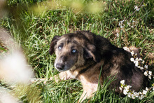 BARNEY, Hund, Mischlingshund in Kroatien - Bild 2