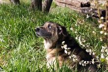 BARNEY, Hund, Mischlingshund in Kroatien - Bild 3