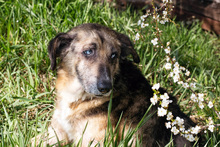 BARNEY, Hund, Mischlingshund in Kroatien - Bild 4