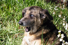 BARNEY, Hund, Mischlingshund in Kroatien - Bild 5
