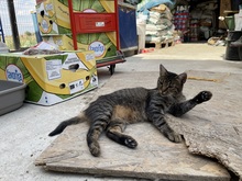 ERIKA, Katze, Hauskatze in Rumänien - Bild 4