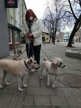 CSABA, Hund, Puli in Slowakische Republik - Bild 10