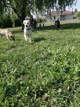 CSABA, Hund, Puli in Slowakische Republik - Bild 22
