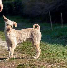 CSABA, Hund, Puli in Slowakische Republik - Bild 24