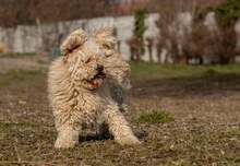 CSABA, Hund, Puli in Slowakische Republik - Bild 3