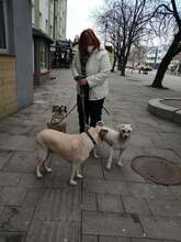 CSABA, Hund, Puli in Slowakische Republik - Bild 36