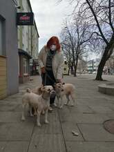 CSABA, Hund, Puli in Slowakische Republik - Bild 38
