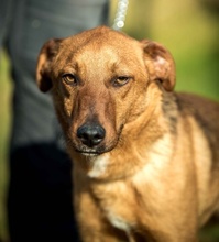 AIKO, Hund, Mischlingshund in Ungarn - Bild 1