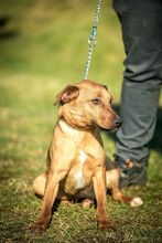 AIKO, Hund, Mischlingshund in Ungarn - Bild 10
