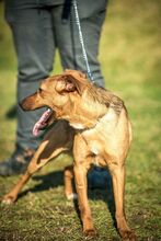 AIKO, Hund, Mischlingshund in Ungarn - Bild 11