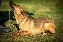 AIKO, Hund, Mischlingshund in Ungarn - Bild 12