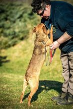 AIKO, Hund, Mischlingshund in Ungarn - Bild 2
