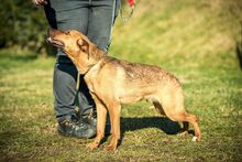 AIKO, Hund, Mischlingshund in Ungarn - Bild 4