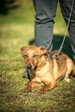 AIKO, Hund, Mischlingshund in Ungarn - Bild 5