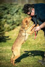 AIKO, Hund, Mischlingshund in Ungarn - Bild 6
