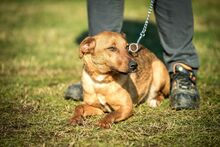 AIKO, Hund, Mischlingshund in Ungarn - Bild 7