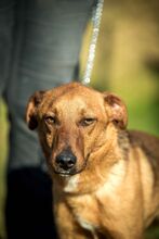 AIKO, Hund, Mischlingshund in Ungarn - Bild 8