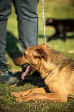 AIKO, Hund, Mischlingshund in Ungarn - Bild 9