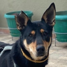 NICOLETTA, Hund, Mischlingshund in Griechenland - Bild 1