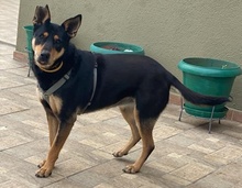 NICOLETTA, Hund, Mischlingshund in Griechenland - Bild 2