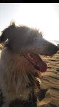 HERA, Hund, Mischlingshund in Griechenland - Bild 2