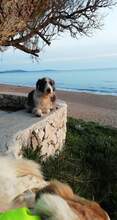 HERA, Hund, Mischlingshund in Griechenland - Bild 5
