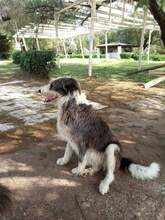HERA, Hund, Mischlingshund in Griechenland - Bild 7
