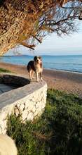 HERA, Hund, Mischlingshund in Griechenland - Bild 9