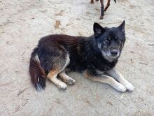 DIDA, Hund, Mischlingshund in Bulgarien - Bild 1