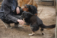 DIDA, Hund, Mischlingshund in Bulgarien - Bild 10