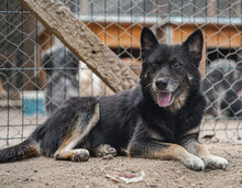 DIDA, Hund, Mischlingshund in Bulgarien - Bild 2