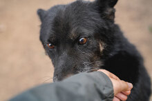 DIDA, Hund, Mischlingshund in Bulgarien - Bild 3